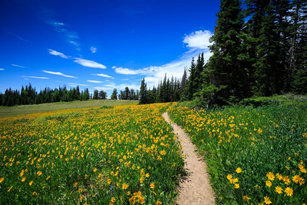 meadow with wildflowers, evergreen trees and a walking trail